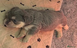 French Bulldog dogs for sale: French Bulldog Puppies - Advert 8