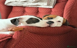 American Bull Staffy dogs for stud: Looking to stud - Image 7