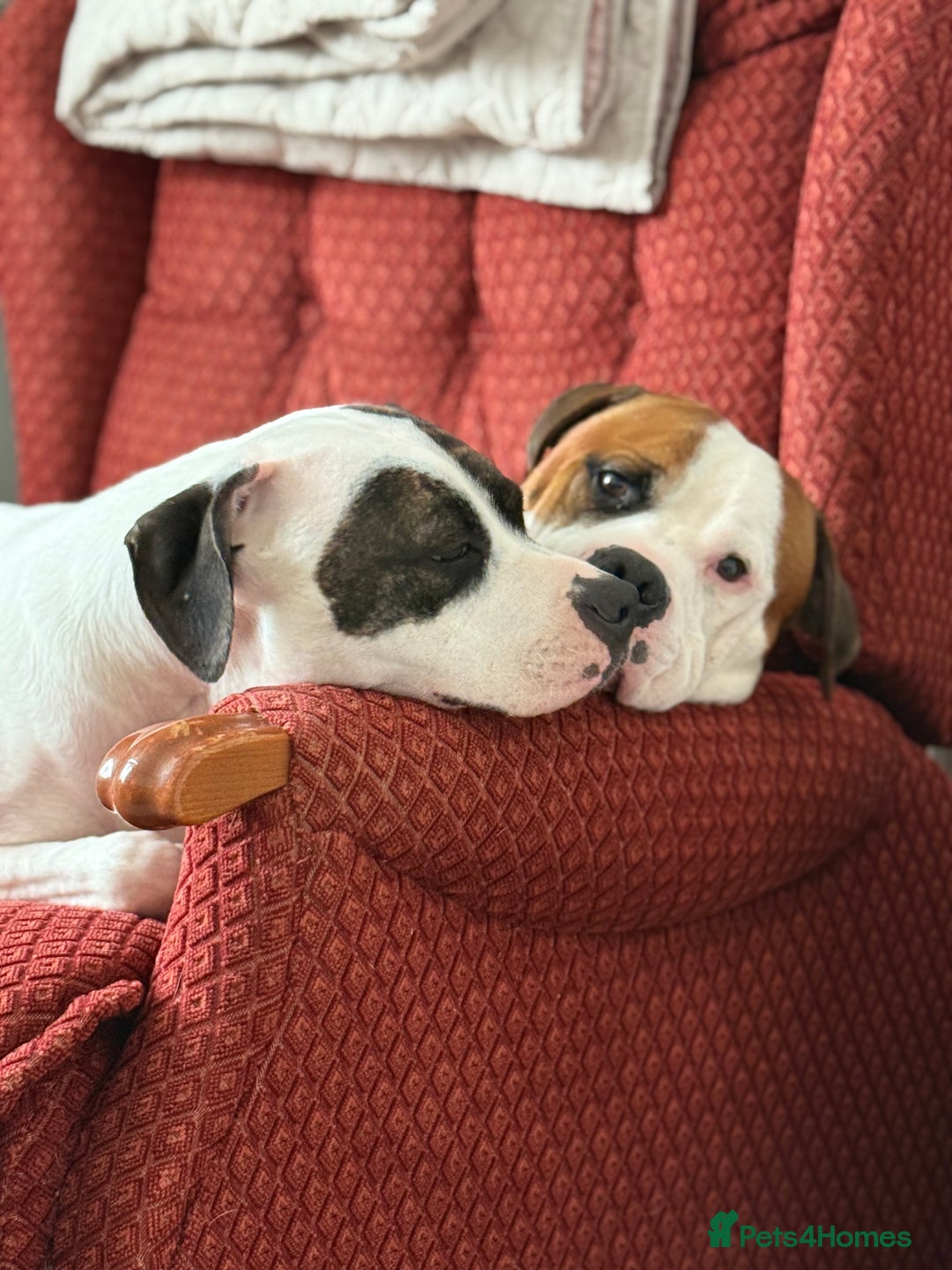 American Bull Staffy dogs for stud: Looking to stud - Image 7