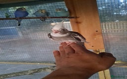 Cockatiels birds for sale: Silly hand tamed baby cockatiels for sale  - Image 13