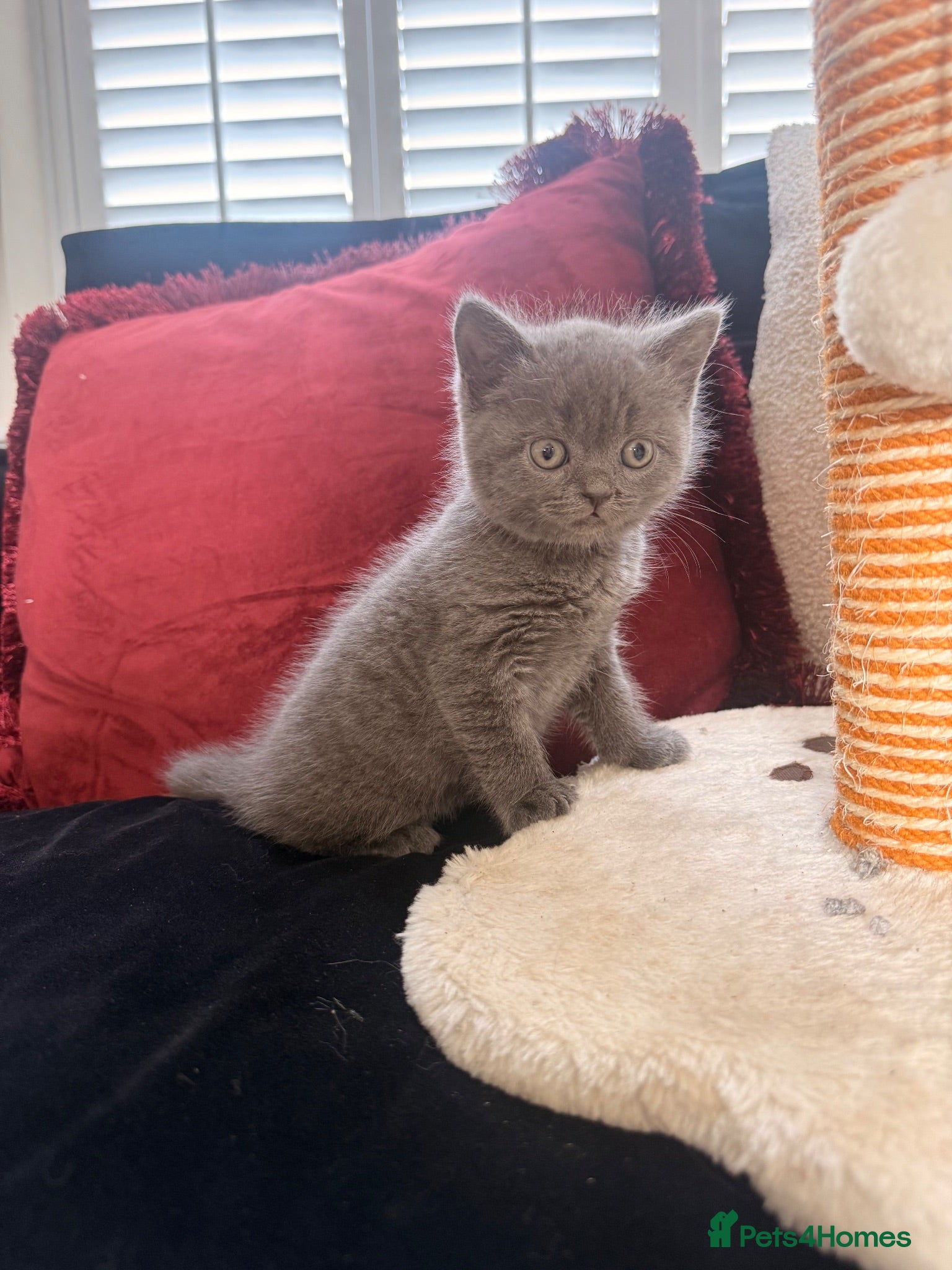 British Shorthair cats British shorthair X Scottish fold  - Advert 1