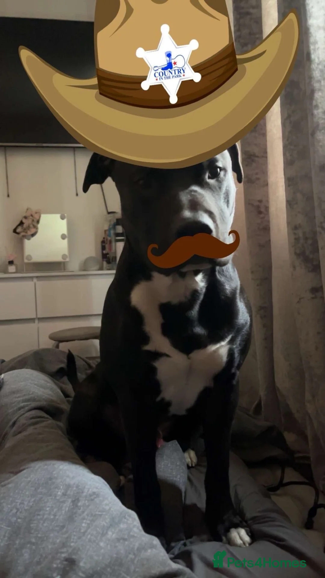 Mixed Breed dogs for sale: 2 year old mixed breed dog named Biggy in York - Advert 6