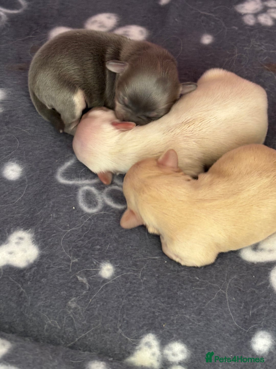 Chihuahua dogs for sale: Long coat chihuahua pups - Image 21