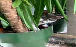 British Shorthair cats for sale: British Shorthair Kittens - Image 2