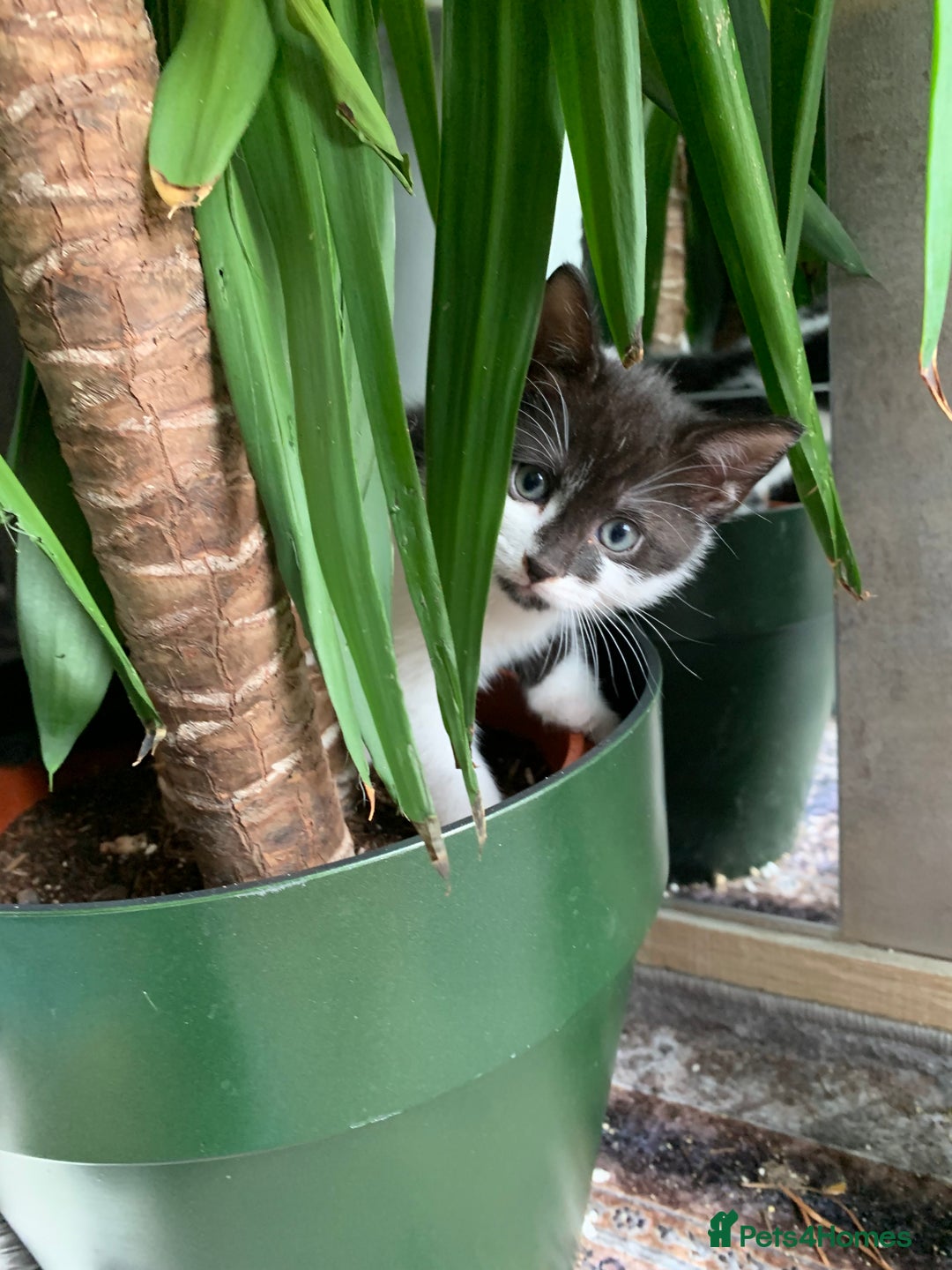 British Shorthair cats for sale: British Shorthair Kittens - Image 2