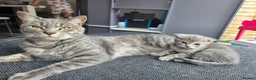 Scottish Fold cats for sale: *READY SOON* Beautiful Grey Scottish Fold Kittens - Advert 22