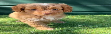 Cockapoo 3