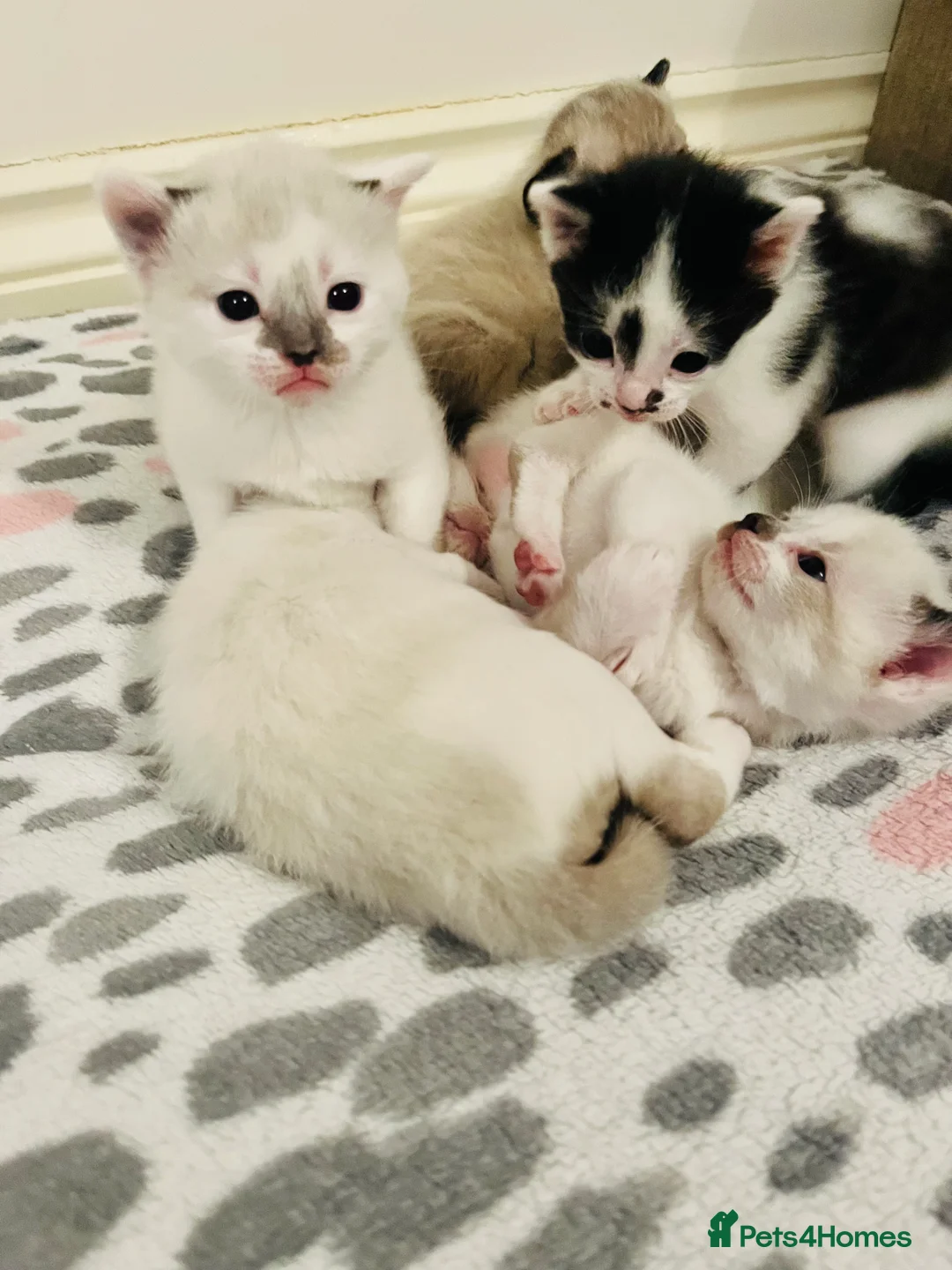 Mixed Breed cats for sale: Gorgeous Snowshoe Siamese Kittens  - Advert 11