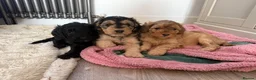 Mixed Breed dogs for sale: 4 Double Doodle Little Girls Available  - Advert 8