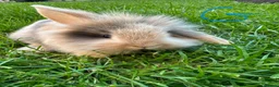 Lionhead rabbits for sale: Lionhead Rabbits for sale  - Advert 2