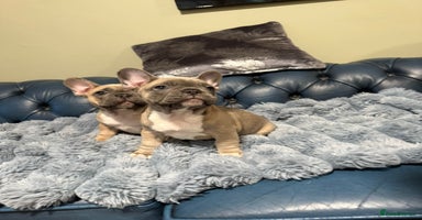 French Bulldog dogs - Advert 16