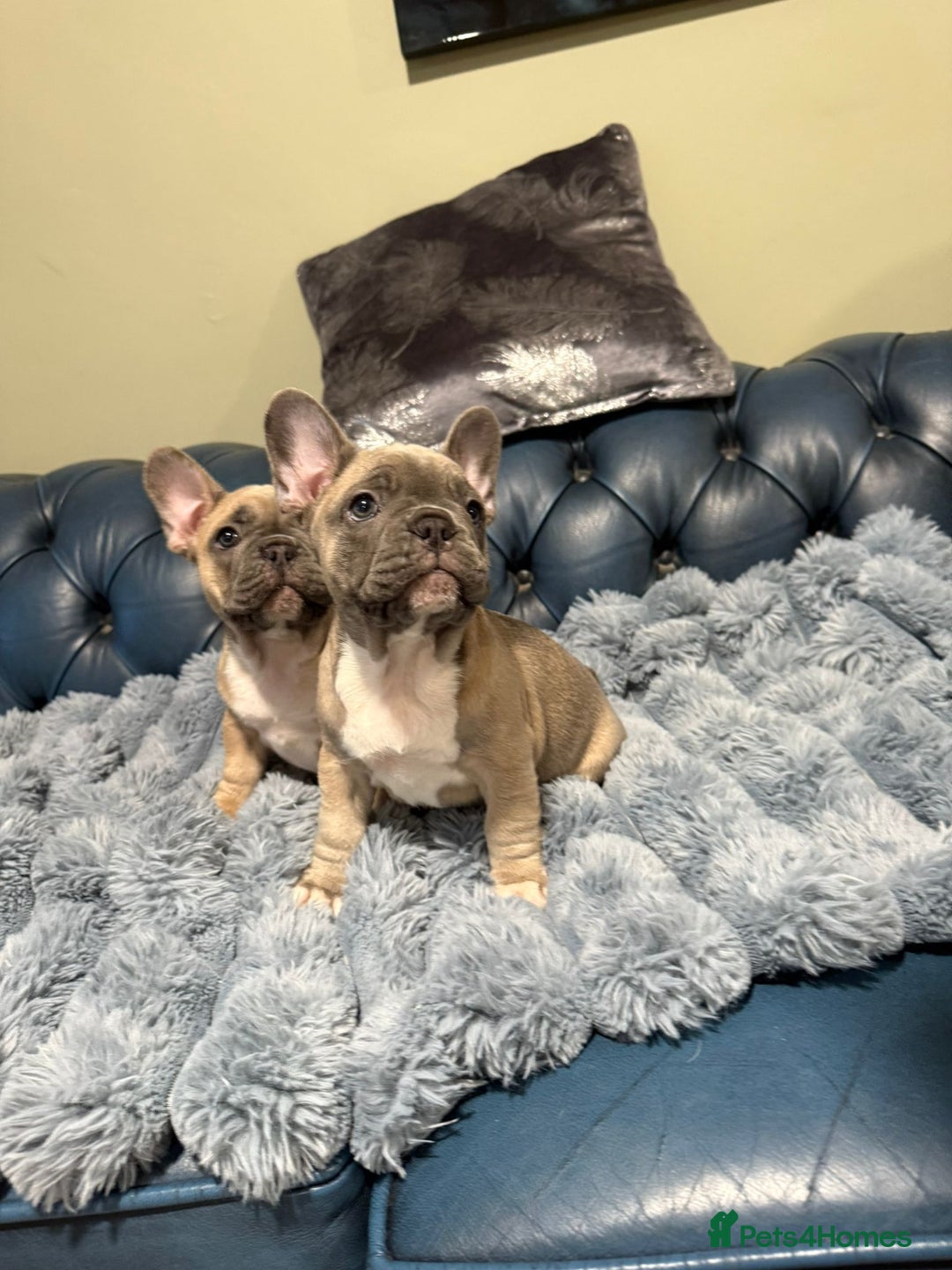French Bulldog dogs for sale: French bulldogs puppies - Image 2
