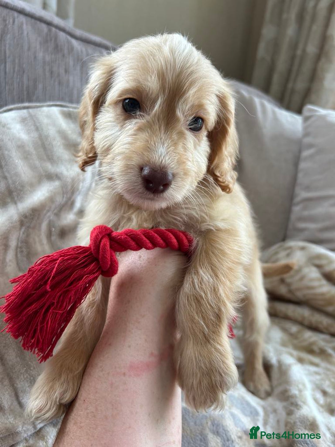 Cockapoo dogs for sale: Ready now !!! Apricot cockerpoos - Image 4
