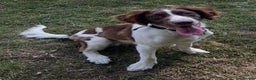 English Springer Spaniel dogs for sale: Springer Spaniel Male 11 months - Advert 4