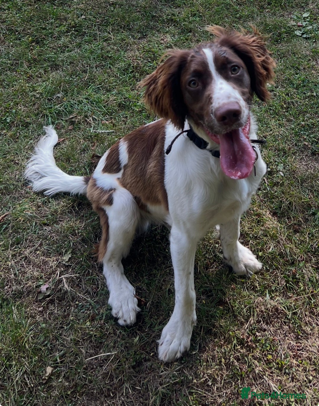 English Springer Spaniel dogs for sale: Springer Spaniel Male 11 months - Advert 4