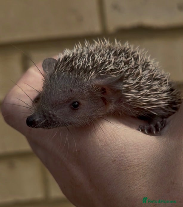 Pygmy Hedgehog rodents Lesser Tenrec Babies - Advert 20