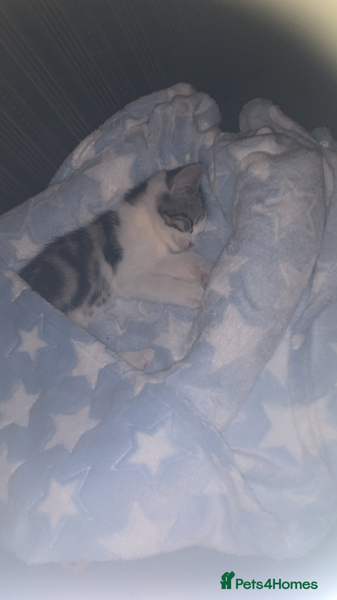 Mixed Breed cats for sale: Beautiful kitten for sale  - Advert 5