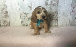 Cocker Spaniel dogs for sale: Adorable, Social, Confident KC reg Cocker pups - Image 17