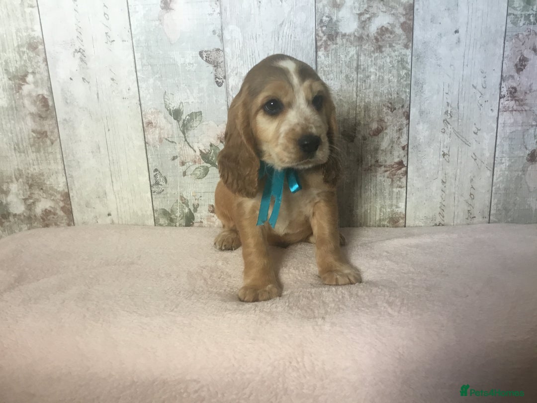 Cocker Spaniel dogs for sale: Adorable, Social, Confident KC reg Cocker pups - Image 17