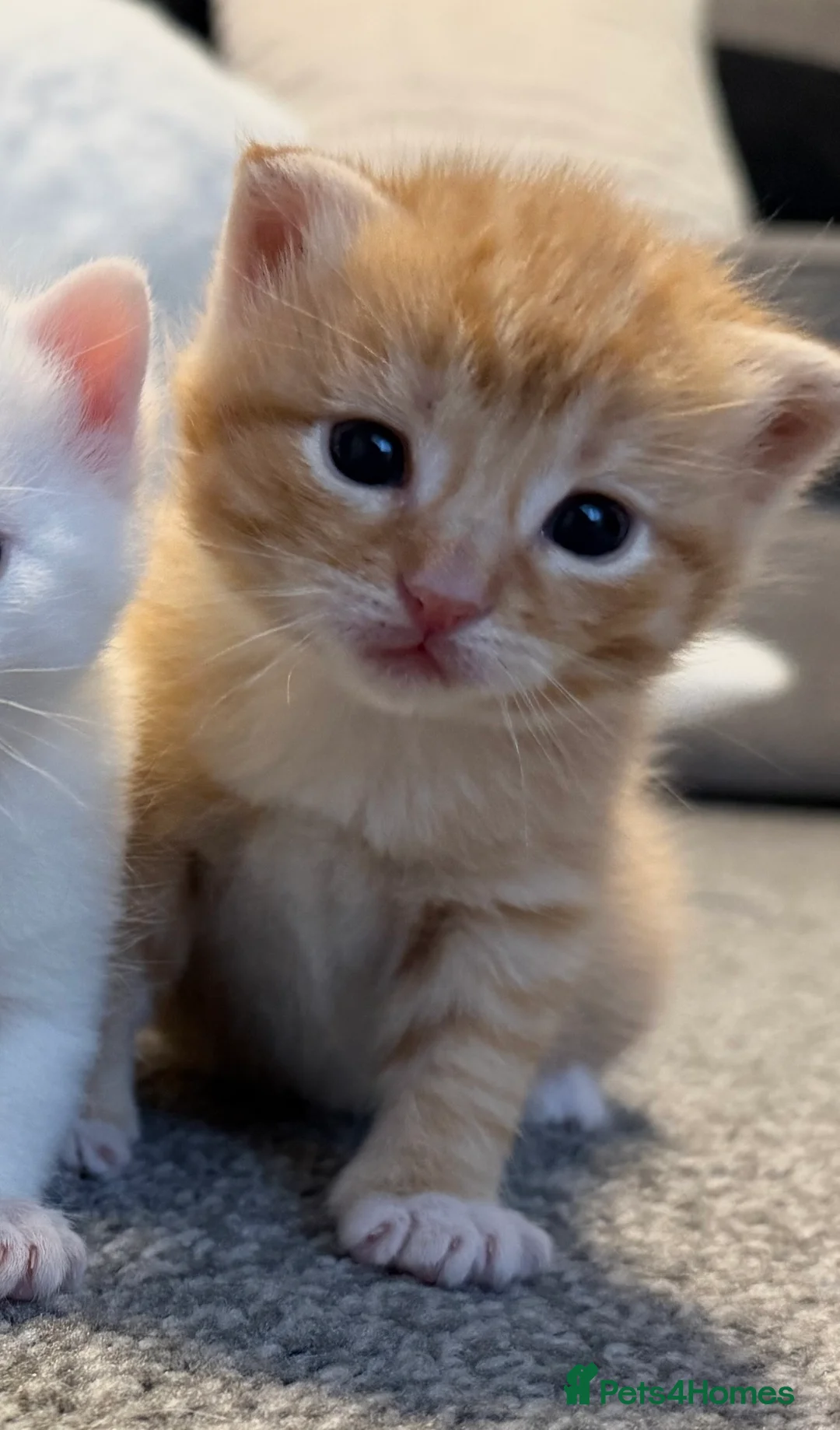 Mixed Breed cats for sale: ** 2 ginger 1 pure white ** - Advert 2