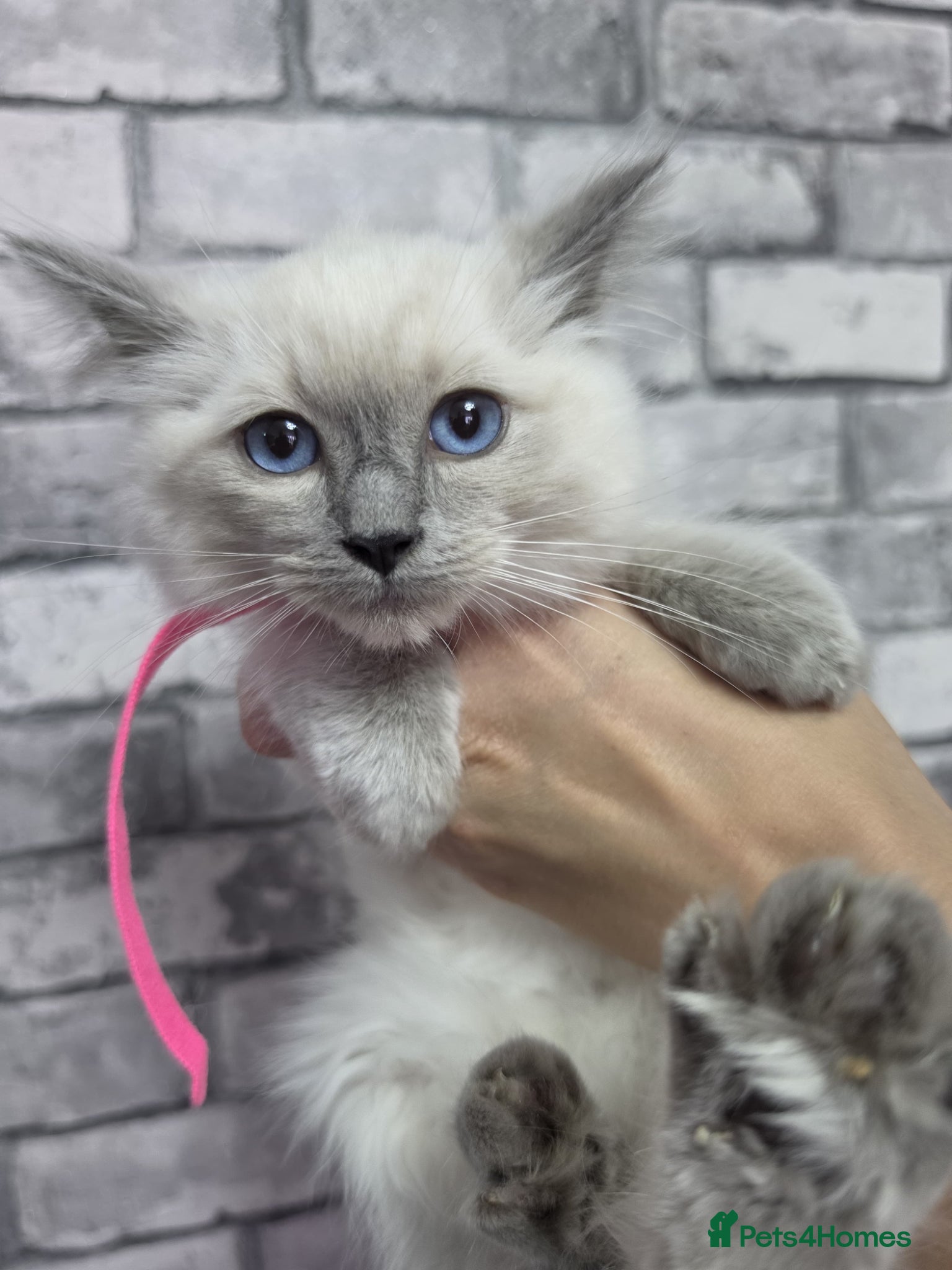 Ragdoll cats Beautiful Bluepoint Ragdoll kittens READY NOW - Advert 5