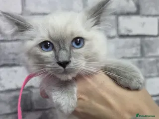 Ragdoll cats Beautiful Bluepoint Ragdoll kittens READY NOW - Advert 4