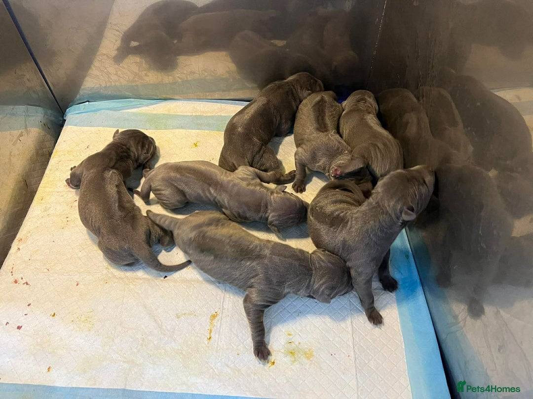 Thai Ridgeback dogs for sale: Stunning Blue Thai Ridgeback Puppies for Sale - Advert 10