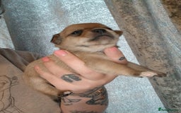 Mixed Breed dogs for sale: Jackawawas  - Image 2