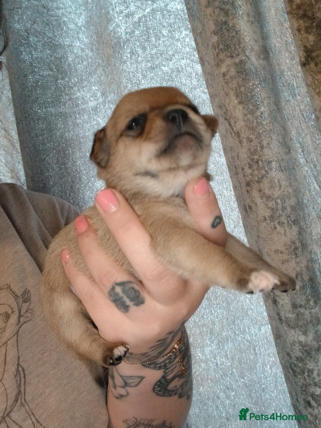 Mixed Breed dogs for sale: Jackawawas  - Image 2