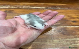 Rat rodents for sale: Pet rats for sale male and female Ava  - Image 6
