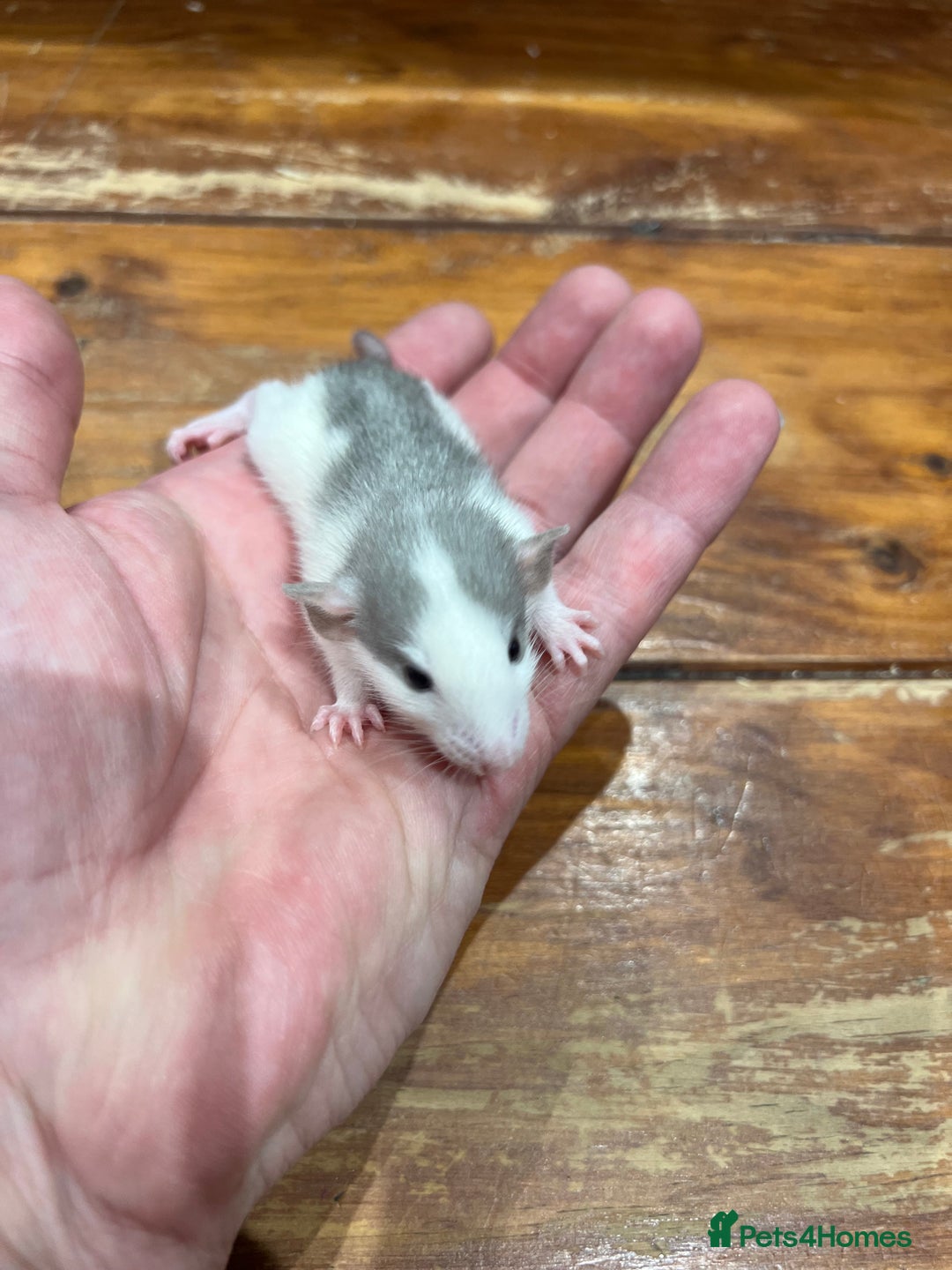 Rat rodents for sale: Pet rats for sale male and female Ava  - Image 6