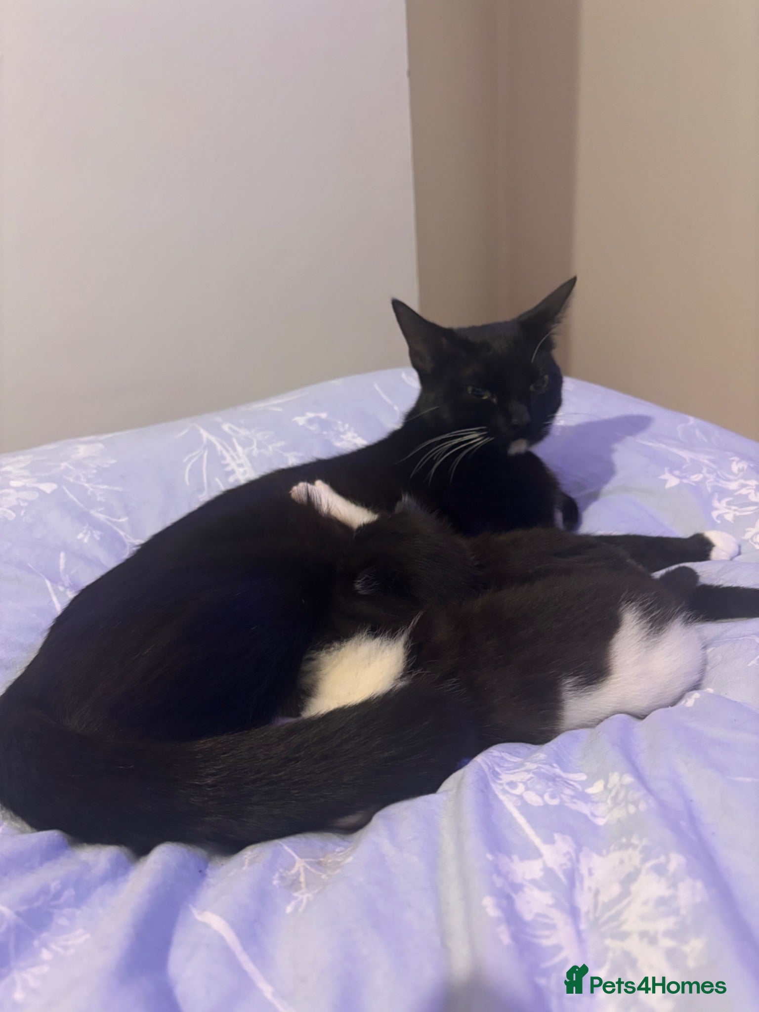 Mixed Breed cats 2 beautiful tuxedo/black and white kittens - Advert 2