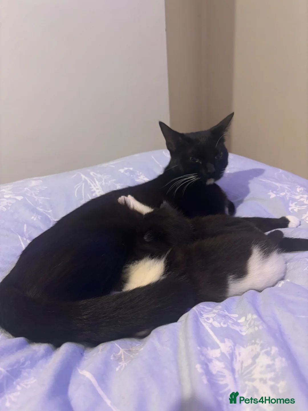 Mixed Breed cats for sale: 2 beautiful tuxedo/black and white kittens - Advert 1