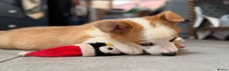 Welsh Corgi Pembroke dogs for sale: Welsh Pembroke Corgi puppies  - Advert 6