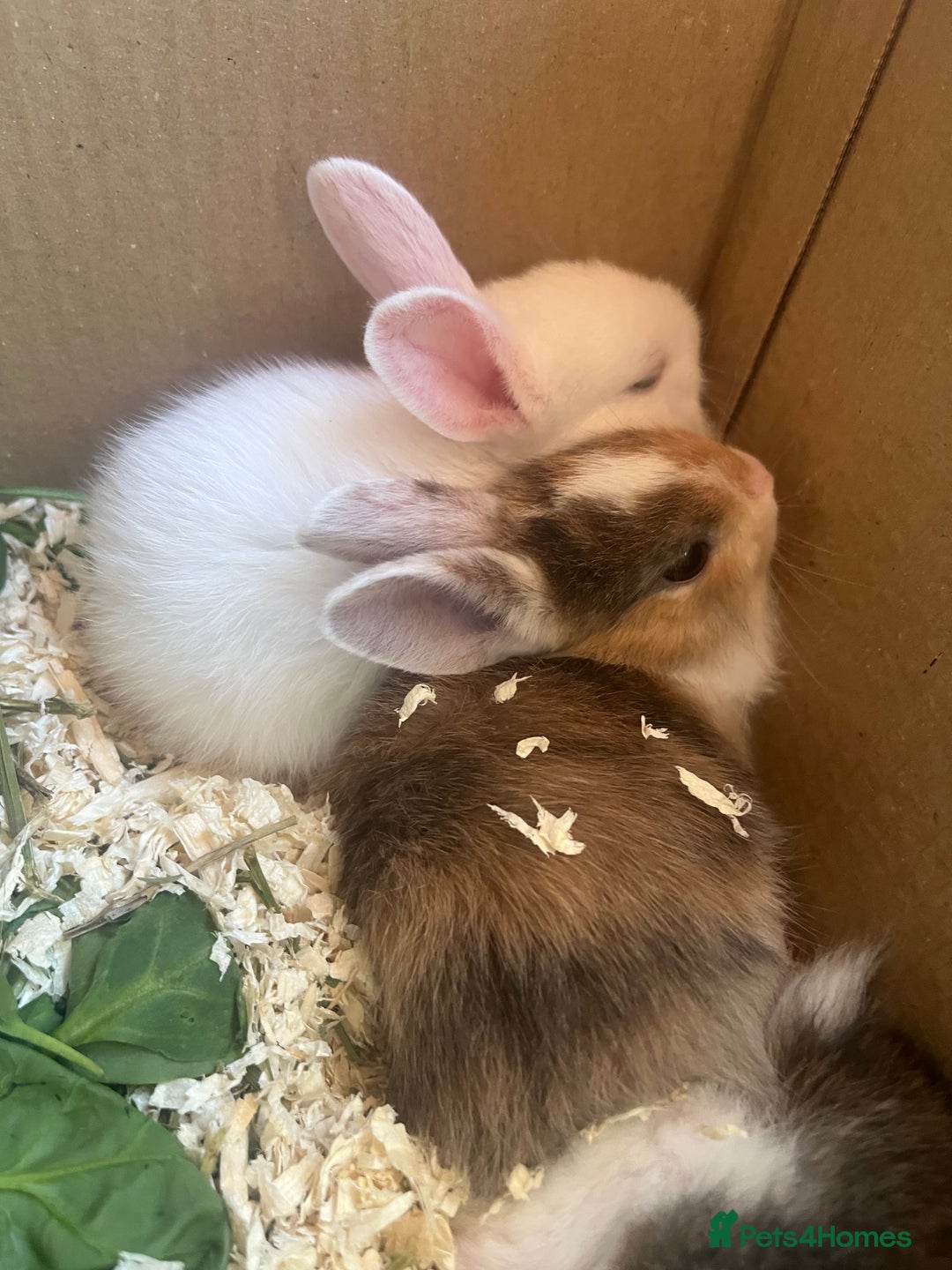 Mini Lion Lop rabbits for sale: Baby bunnies mini lion lops ready now  - Image 11