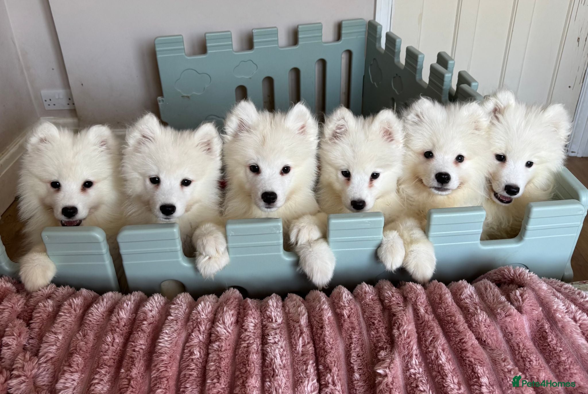 Samoyed dogs Crufts line + health tested Samoyeds - Advert 4