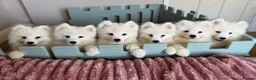 Samoyed dogs for sale: Exceptional Crufts-Line Samoyeds | Health Tested - Advert 1