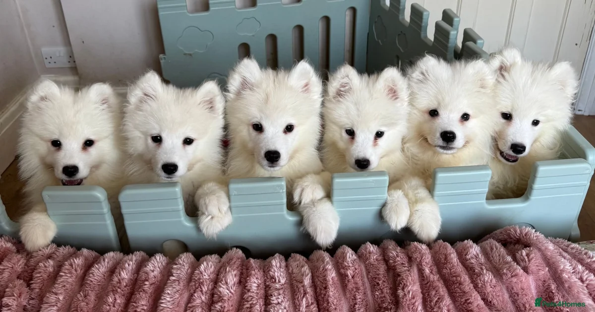 Small Fluffy Dog Puppies For Sale Pets4Homes small-fluffy-dog-puppies-for-sale-pets4homes