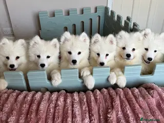 Samoyed dogs Crufts line + health tested Samoyeds - Advert 5