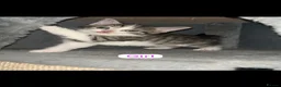 Mixed Breed cats for sale: Mixed breed Siamese kittens 2 boys 3 girls - Advert 8