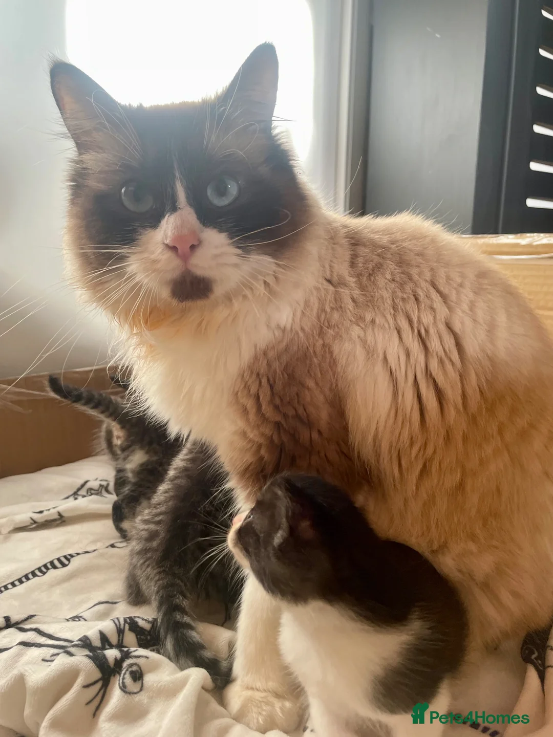 Ragdoll cats for sale: Ragdoll x tabby kittens  - Advert 5