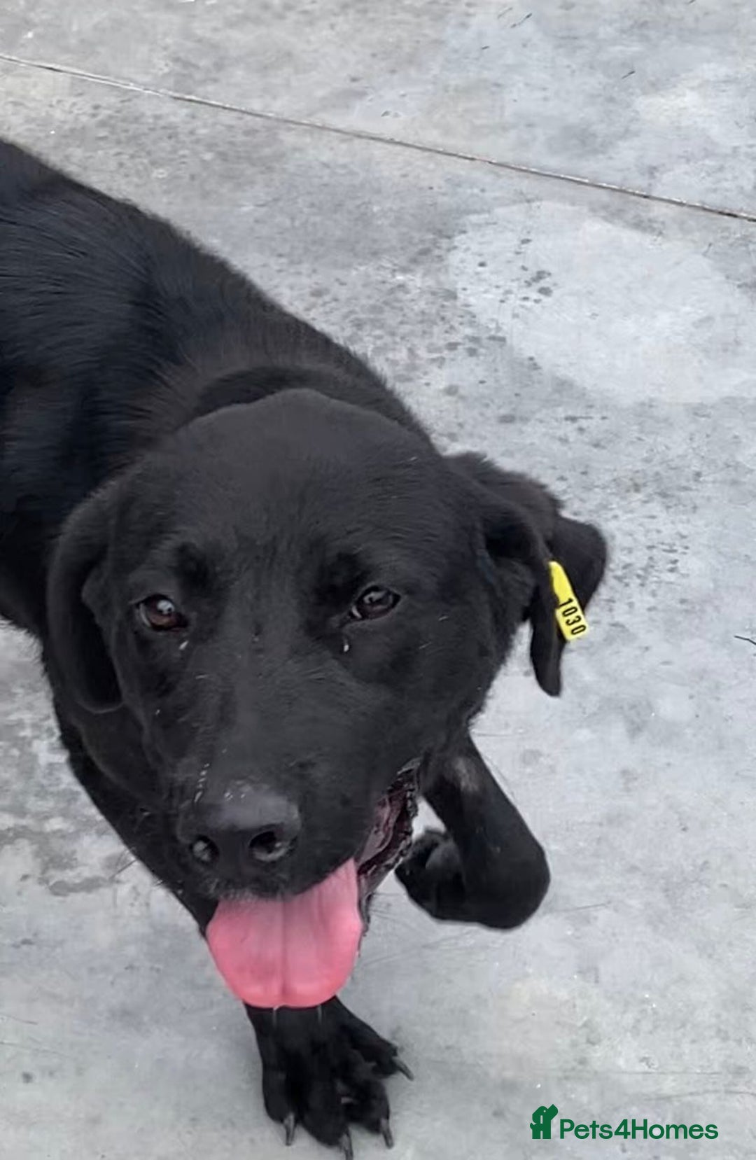 Mixed Breed dogs for adoption: Nyx, 1 yr old approx. Available for adoption. - Advert 2