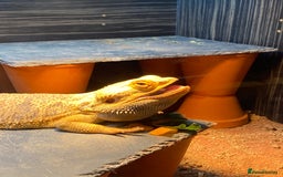 Bearded Dragon reptiles for sale: Loving and characterful beardie  - Advert 2
