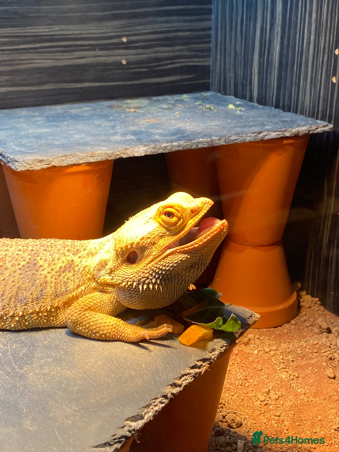 Bearded Dragon reptiles for sale: Loving and characterful beardie  - Advert 2