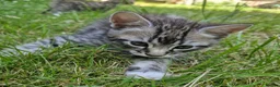 Mixed Breed cats for sale: Kitten Silver tabby mix Bengal in Birmingham - Advert 5