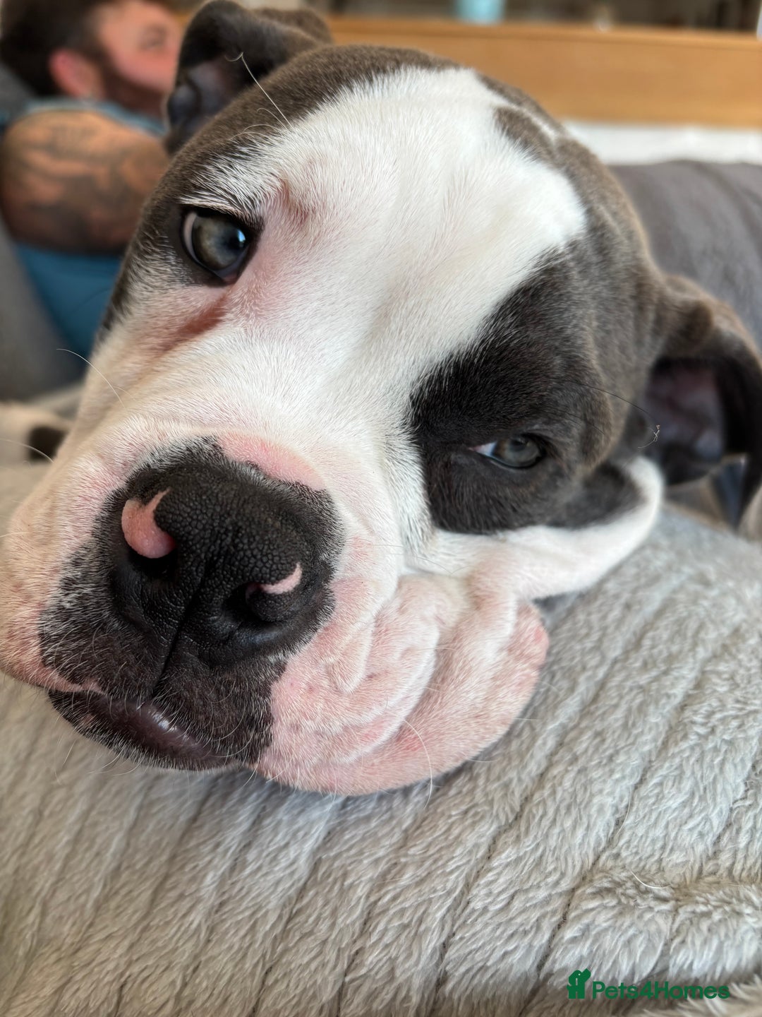 Olde English Bulldogge dogs for sale: Bailey  - Image 2