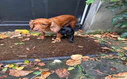 Cocker Spaniel dogs for sale: BLACK WORKING COCKER SPANIELS - Bitch and Dog - Image 23