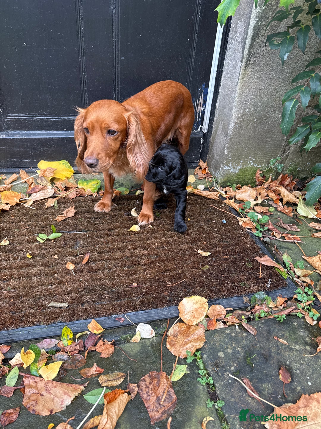 Cocker Spaniel dogs for sale: BLACK WORKING COCKER SPANIELS - Bitch and Dog - Image 23