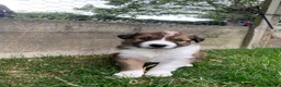 Border Collie dogs for sale: Striking Welsh Red & White Border Collies in Montgomery - Advert 10