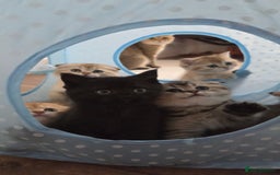 Scottish Fold cats for sale: Pure Scottish fold / straight kittens  - Image 28